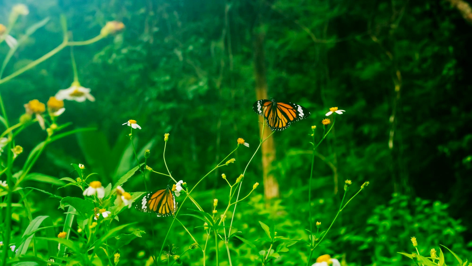 UBHC Butterflies
